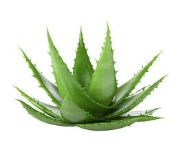 Fototapeta premium Aloe vera plant isolated on cutout PNG transparent background. Medicinal plant. Generative AI