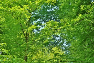 Laubwald im frischen Grün