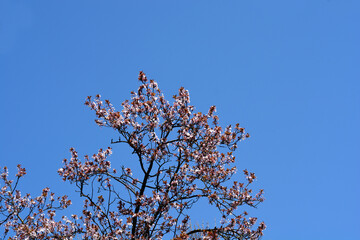 Purple-leaved Plum branches against blue sky