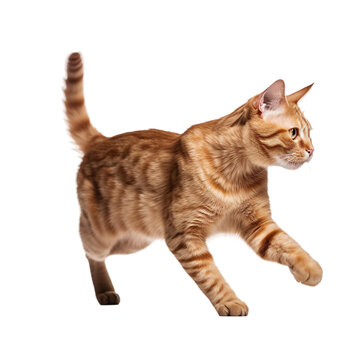 side view of animal cat running on transparent background, Generative Ai