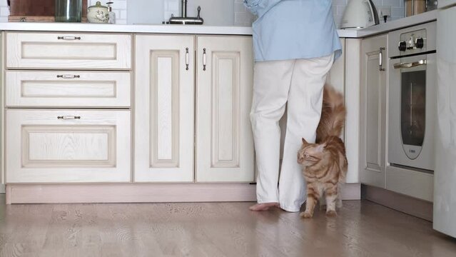 cozy home setting, a woman cleans her kitchen, captured from behind, as her charming red-furred feline companion seeks attention and a treat by nuzzling her feet.