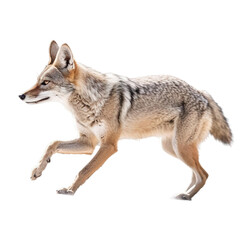 Fototapeta premium side view of animal jackal running on transparent background, Generative Ai