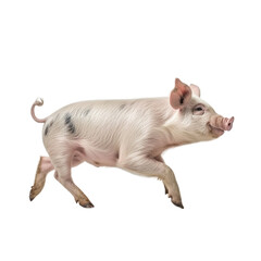 side view of animal pig running on transparent background, Generative Ai