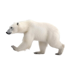 Obraz na płótnie Canvas side view of animal polar bear running on transparent background, Generative Ai