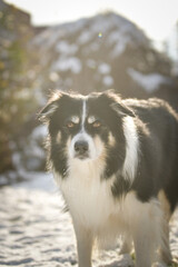 Border collie is standing in the snow. Winter fun in the snow.