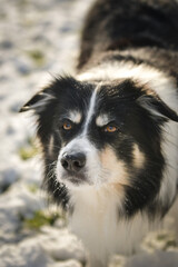 Border collie is standing in the snow. Winter fun in the snow.