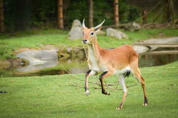 Naklejka na ściany i meble Antelope is running in the grass in the zoo near to the fence. They have not place for living.
