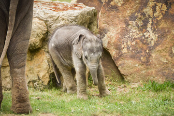 Baby Indian elephants in the zoo habitat.  Baby elephant with its mother