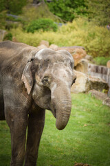 Obraz premium Indian elephants in the zoo habitat. Baby elephant with its mother