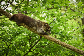 A White-nosed coati climbs a rope in its habitat at the zoo. Animal is enjoying his new environment.