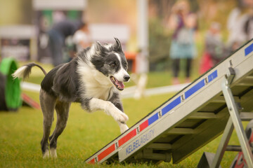 Dog is running on agility see-saw. She is so incredible dog on agility.
