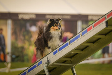 Dog is running on agility see-saw. She is so incredible dog on agility.