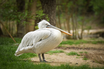 Zoos portrait of pelican. They are amazing animal. And they are looking so good.