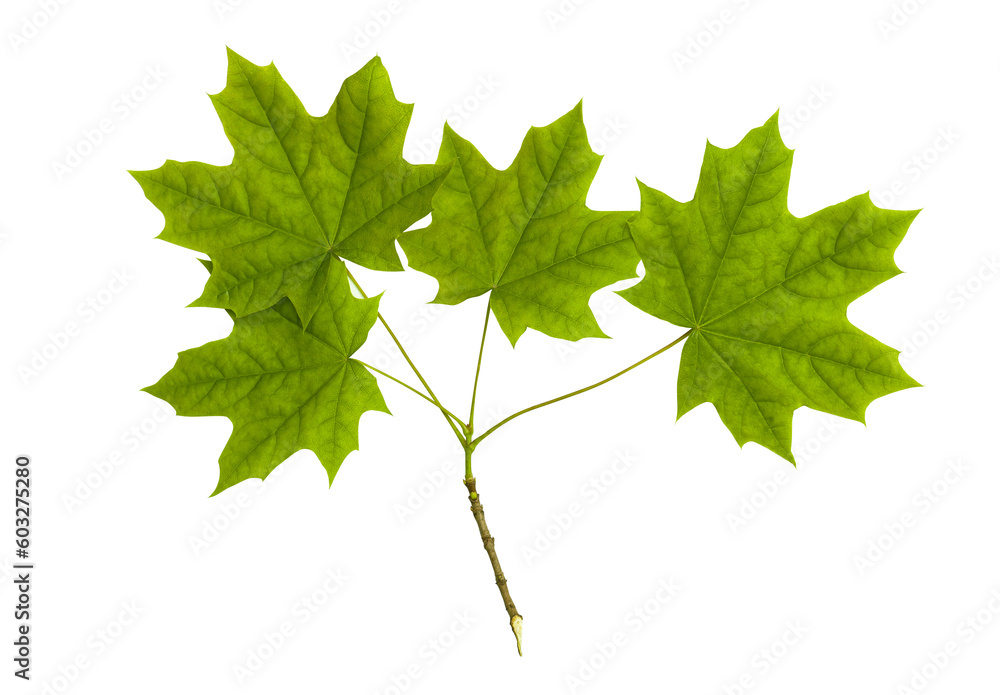 Wall mural maple branch with green leaves, isolated on a transparent background