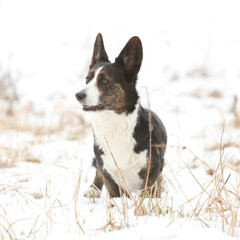 Nice welsh corgi cardigan in the snow