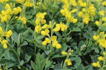 Thermopsis montana. Yellow flowers of a false lupin plant.