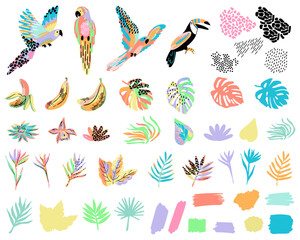 tropical vector art with colorful elements