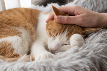 猫を撫でる　茶トラ白