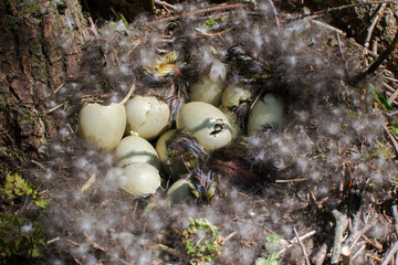 wild mallard duck, mallard duck nest, birth of chicks, hatching of ducklings, duck family, little ducklings, wild bird, sit on eggs, environmental protection, hatch offspring, eggs in the nest