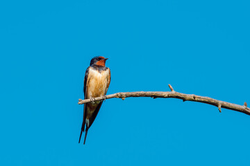 Barn Swallow perched on a branch against a clear blue sky.