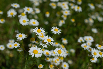 Field of flowering daisies. Alternative medicine. Summer flowers. Beautiful meadow. summer background