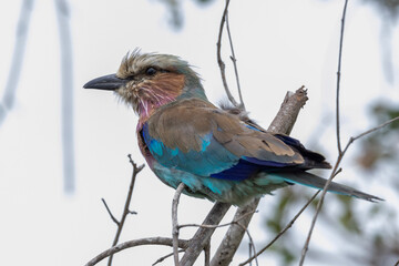 Lilac breasted roller on a branch in Kruger National Park - obrazy, fototapety, plakaty