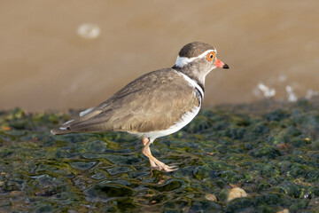 Three-banded Plover in Kruger National Park 
