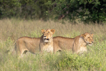 Obraz na płótnie Canvas Lion in Kruger National Park