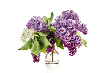 Lilac flowers closeup isolated on white background