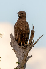 Brown Snake Eagle in Kruger National Park
