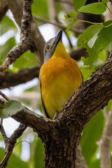 Grey-headed Bushshrike (Malaconotus blanchoti) (Spookvoël) in Kruger National Park