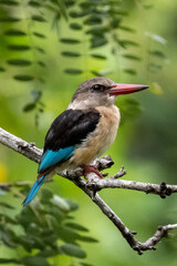 Brown-hooded Kingfisher in the Kruger National Park