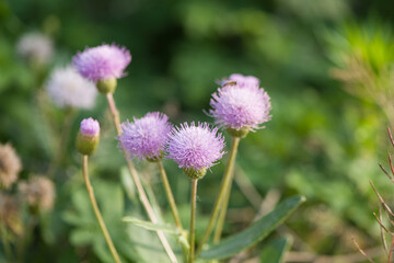 Pink purple thistle flowers, Cirsium vulgare,Silybum marianum herbal remedy