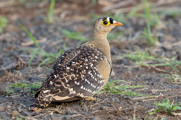 Double-banded Sandgrouse (Dubbelbandsandpatrys) in Kruger National Park