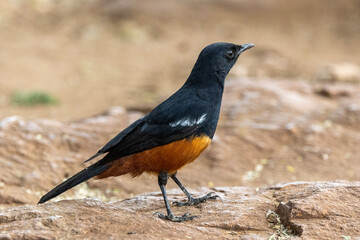 Mocking Cliff Chat (Dassievoël) in Kruger National Park