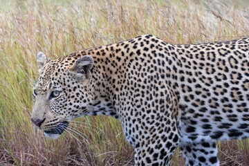 Fototapeta na wymiar Leopard (Panthera pardus pardus) in the grass in Kruger National Park