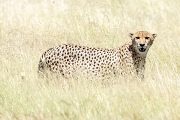 Cheetah  (Acinonyx jubatus) in long grass in Kruger National Park