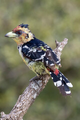 Crested Barbet (Kuifkophoutkapper) in Kruger National Park
