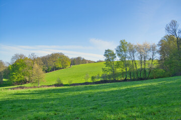 Fototapeta na wymiar Green landscape in spring , blue sky. nature, landscape photo