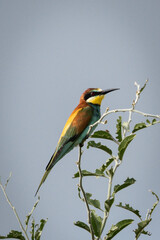 European Bee-eater (Europese byvreter) in Kruger National Park