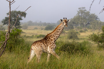 Naklejka na ściany i meble Tall Giraffe in the bush in Kruger National Park