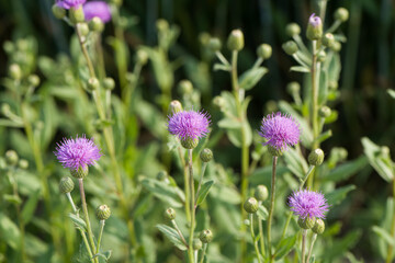 Pink purple thistle flowers, Cirsium vulgare,Silybum marianum herbal remedy