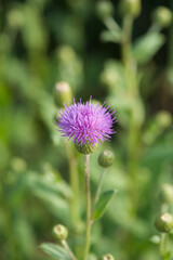 Pink purple thistle flowers, Cirsium vulgare,Silybum marianum herbal remedy