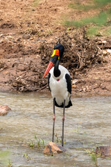 Saddle-billed stork in Kruger National Park