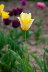 Obraz premium Yellow tulip with a large bud grows in the garden