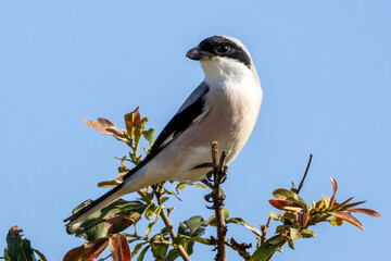 Red-backed Shrike in Kruger National Park