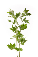 sprigs of medicinal wormwood isolated on white background. Sagebrush sprig. Artemisia, mugwort. 