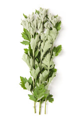 sprigs of medicinal wormwood isolated on white background. Sagebrush sprig. Artemisia, mugwort. 