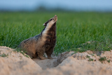 Naklejka na ściany i meble European badger after leaving the burrow (Meles meles)