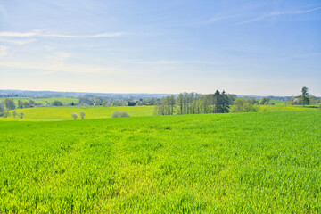 Green landscape in spring , blue sky.
nature, landscape photo